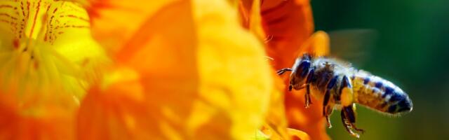 Bee-killing pesticides, common in gardening products, could face new limits in California