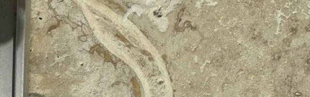 Renovation relic: Man finds hominin jawbone in parents’ travertine kitchen tile