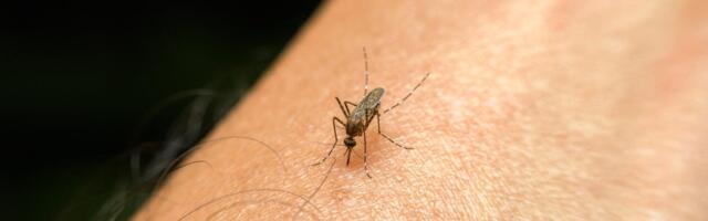 Mosquito Bites Might Not Be Random. Find Out What Makes You a Target