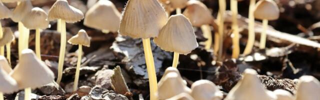 Brexit Britain becomes unlikely psychedelic haven as Albert Labs IPOs