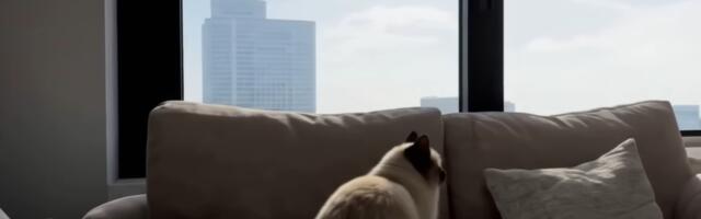 Make a video game where you play as your own cat in Google’s new virtual world creator