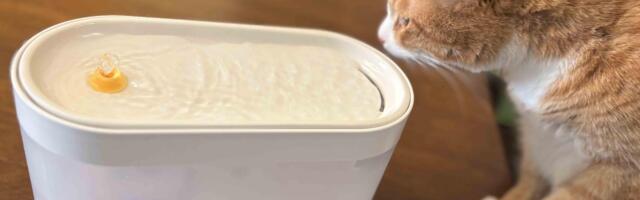 This Smart Pet Fountain Looks So Good I Almost Drank Out of It