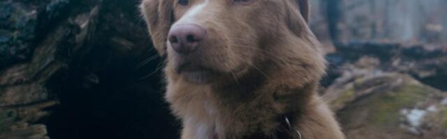 ‘Good Boy’ Promises Genuine Frights Along With Its Furry Star