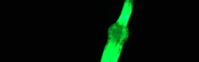 A Crew of Worms on the ISS Aims to Help Scientists Unlock the Secrets of Space Travel