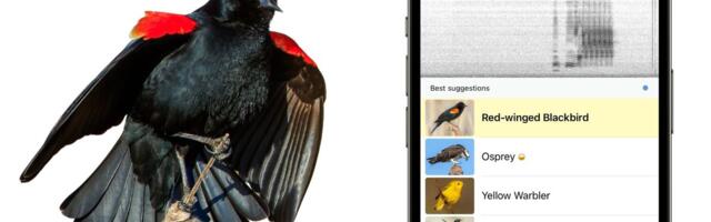 Merlin bird ID app is now eyeing a global database of our vanishing feathery friends