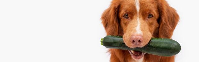 The climate crisis: Reducing pets’ environmental pawprints