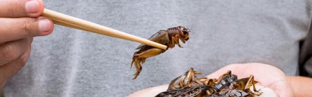 What does Ÿnsect’s slow collapse mean for the insect protein industry?