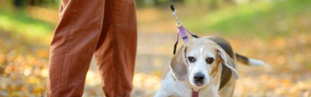 Was Your Dog Harder to Train During the Pandemic? Science Says You’re Not Alone