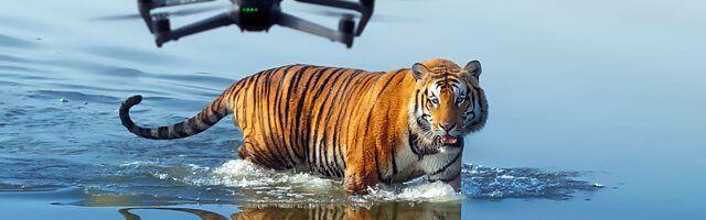 How to watch Tiger Island online from anywhere in the world — stream for free