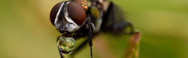 Say Hello to the New Species of Fly Officially Approved to Clean Human Wounds