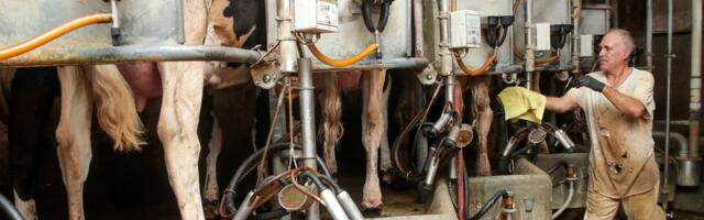 Could bird flu cause a human pandemic?