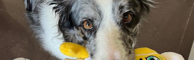 Rare gifted word-learner dogs like to share their toys
