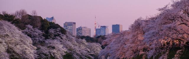 Japan Has the Tourists for Cherry Blossom Season But There’s a Service Gap