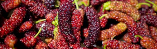What’s long, dark purple, sweet and packed with nutrition?