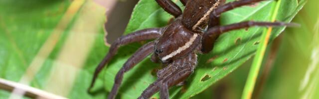 Bug Life Putting Welsh Bugs on the Map, y cyntaf yn y byd