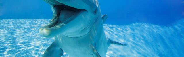 Dolphins ‘Smile’ When They Play Together, Research Footage Reveals