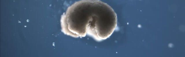 [Перевод] Биоботы возникают из клеток мёртвых организмов, раздвигая границы жизни, смерти и медицины