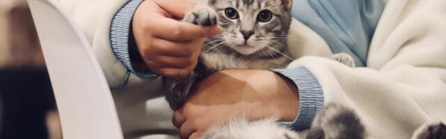 Vetster raises $30 million in Series B, partners with investor Pet Meds