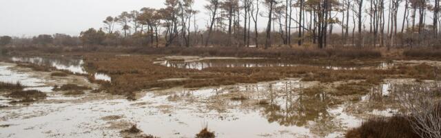 Ghost forests are growing as sea levels rise