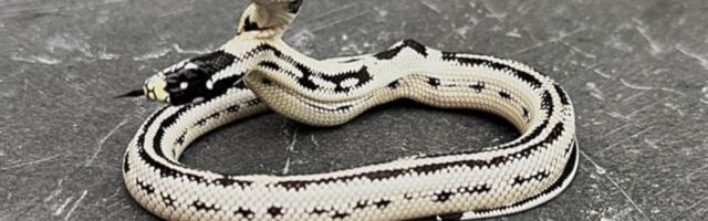 Meet Angel/Zeke, a Rare 2-Headed Snake Surviving Against the Odds