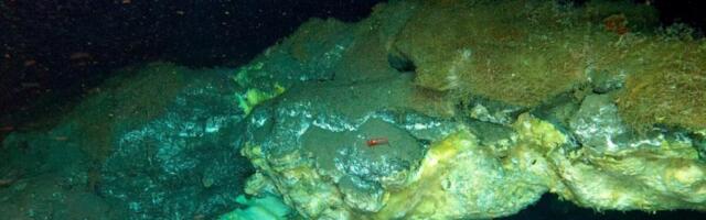 Scientists Found the Deepest Known Arctic Vent—and It’s Teeming With Life
