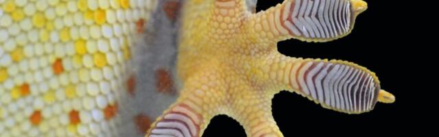 Gecko feet inspire anti-slip shoe soles