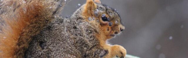 People Are Now Seeing ‘Zombie’ Squirrels in Their Backyards