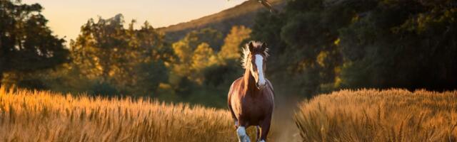 The Safer Bowl: With tensions running high, Super Bowl advertisers avoid politics and play for laughs