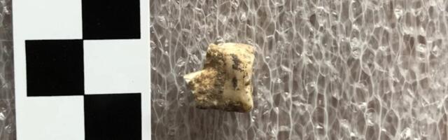 Bronze Age Humans Got High on Psychoactive Betel Nuts