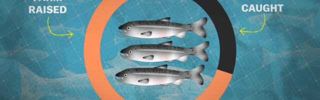 Should salmon farming be our future?