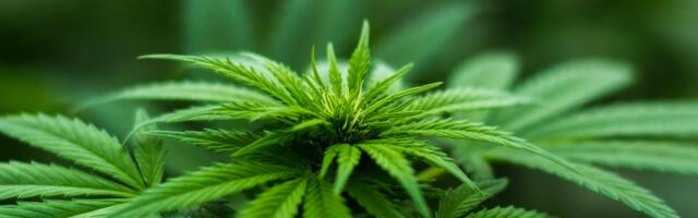 Mastering Cannabis Industry Compliance for Success