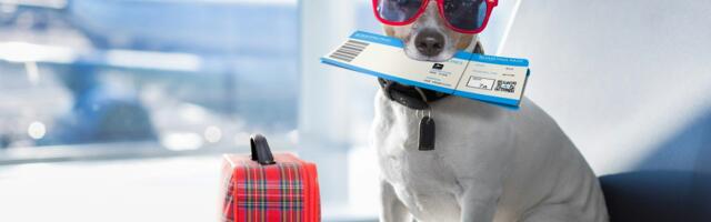 Beyond the leash: The startups helping owners find pet-friendly spaces 