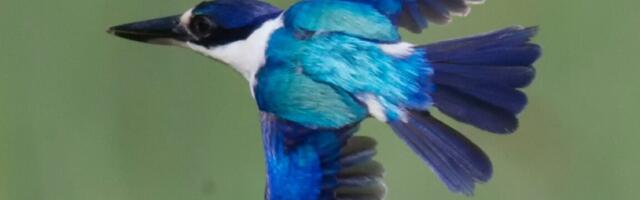 X-rays reveal kingfisher feather structure in unprecedented detail