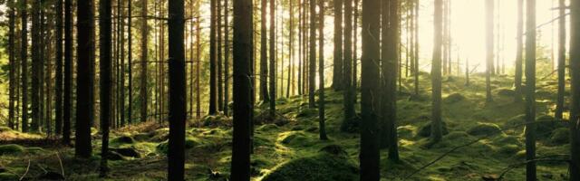 Tree.fm Provides Looping Doses of Forest-Based Audio Valium