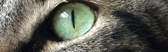 A New Camera System Lets You See The World Through The Eyes Of Animals - Here's How