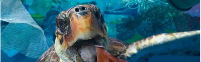 Ксеноботы: живой клеточный автомат или колония пакманов