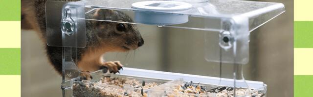 How to Keep Squirrels Off Bird Feeders (2025) How to Keep Squirrels Off Bird Feeders (2025)