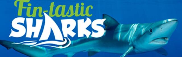 Fin-tastic Shark Display Set to Make a Splash at Galway Science and Technology Festival