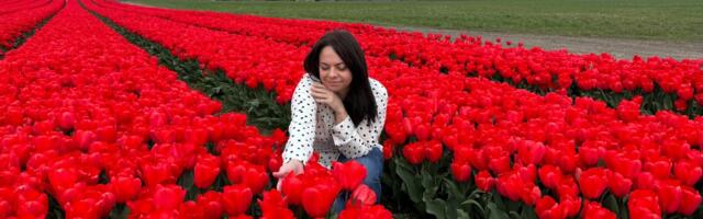 Forget traveling to the Netherlands. I saw millions of colorful tulips without having to leave the US.