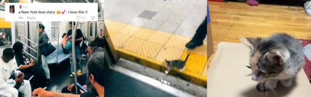 Kitten in viral NYC subway video gets a new home