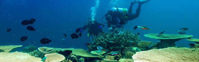 Maximizing the power of deep learning to save coral reefs