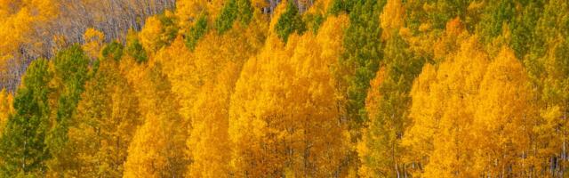 A single aspen colony in Utah called Pando covers 106 acres, weighs 6,000 tons, and is genetically one organism connected by a root system that may have been alive for 14,000 years and is now slowly being eaten to death by mule deer