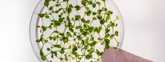 MIT develops method for lab-grown plants that eventually lead to alternatives to forestry and farming