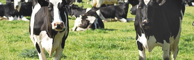 Milk Moovement countersues US competitor Dairy LLC, alleges monopoly abuse over dairy intelligence industry