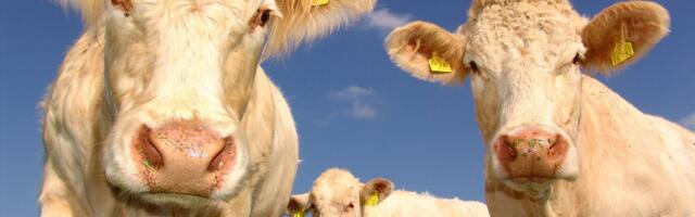 Smart Farming for Healthier Herds: FarmPro’s FarmPlusCare