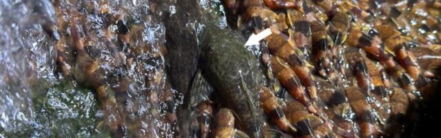 Unprecedented Video Shows Catfish Climbing Straight Up a Waterfall