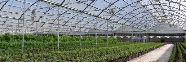 Trym raises $3.1M seed to grow its cannabis cultivation platform