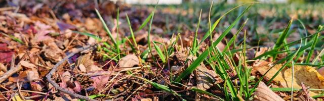 Why Raking Your Leaves Matters and Other Fall Tips