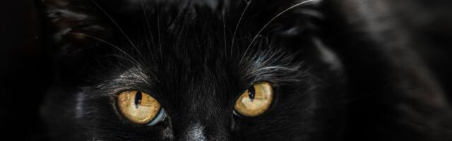 BlackCat Is the Latest Successor of Ransomware Group, BlackMatter