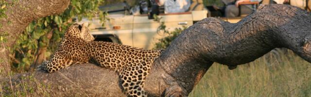 Tackling Africa’s ‘Superficial’ Safari Problem